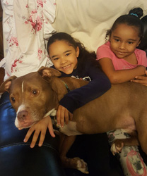 Brownie, a Tripod Pittie Boy