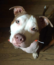 Calypso, a 1 Year Old Pit Bull
