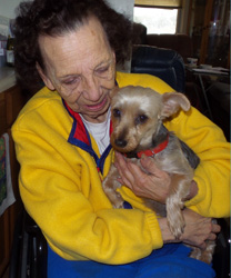 ChiChi, a Yorkie