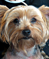 ChiChi a Yorkie