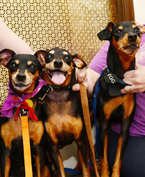 3 German Dobermans, Mugga, Baby and Donatello!