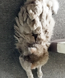 Jerimiah, a 5 Year Old Kitty