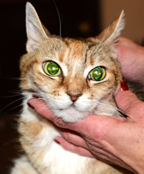 Maggie, a Diabetic Kitty