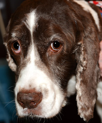Molly, a 14 year old Springer Spaniel