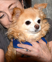 Monet, a 12 Year Old Chihuahua