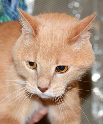 Mr. Soxx, a 13 year old kitty