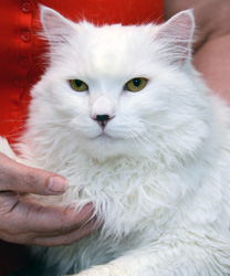 Palomo, A White Long-Haired Cat