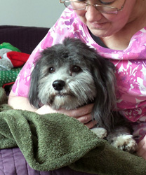 Pepper, an 8 year old Havanese