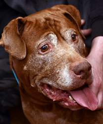 Rocky, a Pit Bull, Mastiff, Rottweiler Blend