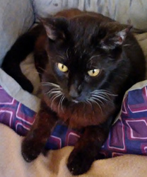 Sammi, a 17 Year Old Kitty