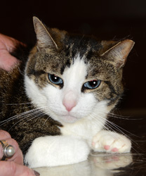 Sheba, a 2 year old kitty