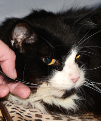 Sheridan, a 13 Year Old Maine Coon Cat