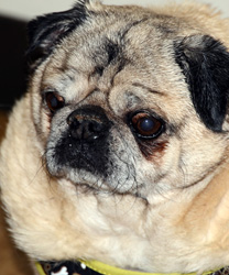 Baby, a Tan Pug