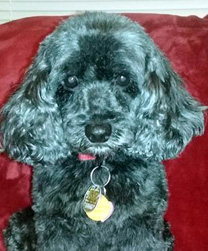 Bella - Xylitol Poisoning