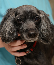 Bella - a Dog with Exocrine Pancreatic Insufficiency 