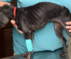 Bella - a Dog with Exocrine Pancreatic Insufficiency