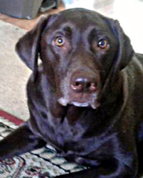 Callie Sue, a 5 year old Chocolate Lab