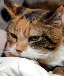 Chiquita, a kitty with severe Stomatitis
