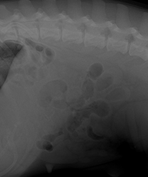 Cookie - GI / Bowel Obstruction