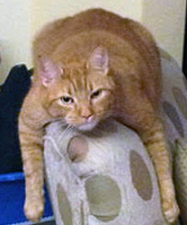 Dali, a Hyperthyroid Kitty