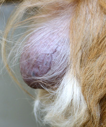 Elvis' Tumor