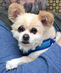 Lola - a 10 year old Peke-A-Pom