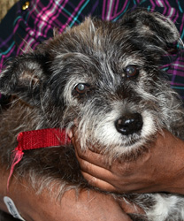 Margie, a Schnauzer Mix