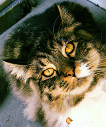 Oliver, a kitty with an oral mass and grade 4 heart murmur