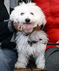 Remy, a 12 year old Bichon Frise
