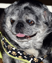Rudy, a 12 year old diabetic Pug