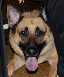 Samantha, a German Shepherd Dog