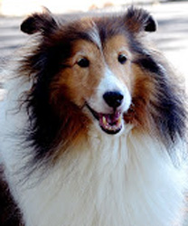 Benji, a 10 year old Sheltie