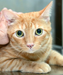 Bronco, a 5 year old kitty with an obstruction