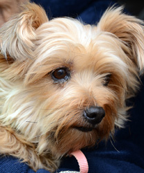 ChiChi, a Yorkie