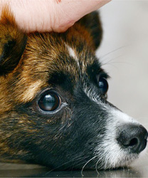Chiquita, a Chihuahua