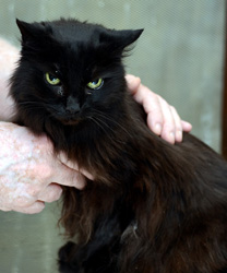 Cleo, a 17 year old kitty