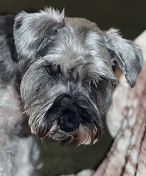 Daffodill - A Schnauzer with Kidney Disease