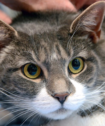 David, a 10 Year old Kitty