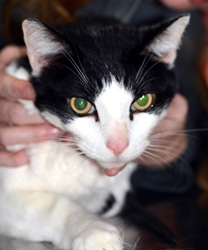 Dillinger, a Nine Year Old Cat