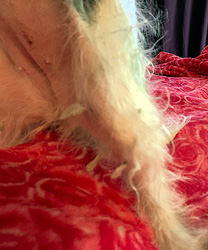 Dolly