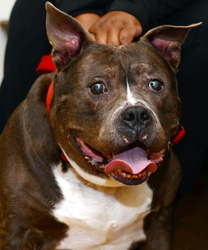 Evie, a Pit Mix with Suspected Cushings Disease