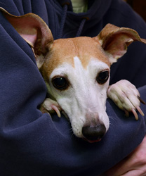Gizmo, and 11 Year Old Italian Greyhound