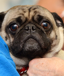 Jake a 16 year old Pug with Heart Problems