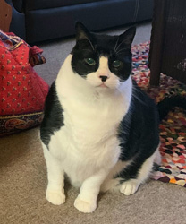 Leo, The Ferocious Tuxedo Cat