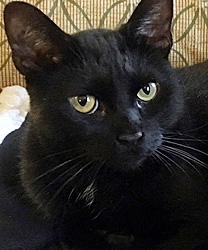 Luce, a Four Year Old Black Cat