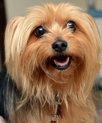 Lucy, a Yorkshire Terrier