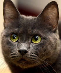 Olaf, a 12 Year Old Cat
