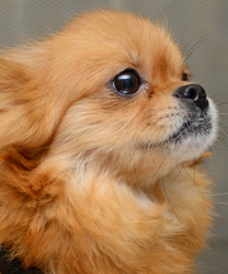 Paco, an 8 Year Old Chi Mix