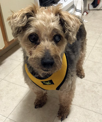 Prince, a diabetic YorkiePoo