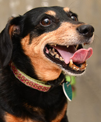 Prudence, and 9 year old Doxie